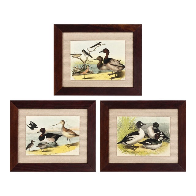 Antique Framed Shorebird Prints From the Birds of North America by Jacob H. Studer - Set of 3 For Sale