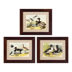 Antique Framed Shorebird Prints From the Birds of North America by Jacob H. Studer - Set of 3