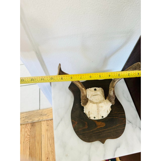 Vintage Mounted Deer Antler Trophy For Sale In Boise - Image 6 of 8