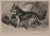 Mid 19th Century After Edwin Landseer; Plates From Lions, Tigers, Panthers, Leopards, Dogs, 1853 - Set of 6 For Sale - Image 5 of 13
