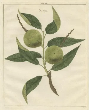 Knoop, Chestnut, 1758, Paper