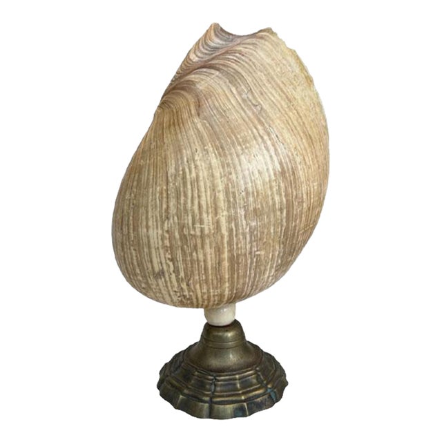 French Mid-Century Shell Lamp For Sale