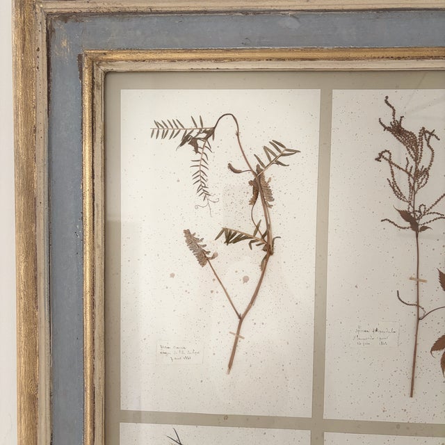 French Large 19th Century French Mounted Botanical Herbiers For Sale - Image 3 of 16