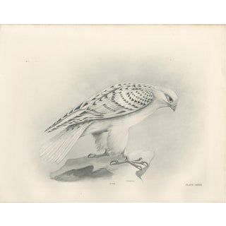 Lilian M. Medland, Greenland Gyrfalcon Bird, 1908, Monochrome Ornithological Plate For Sale