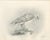 Lilian M. Medland, Greenland Gyrfalcon Bird, 1908, Monochrome Ornithological Plate For Sale