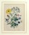 Mid 19th Century Jane Wells Loudon Botanical Prints Framed - a Pair For Sale In Philadelphia - Image 6 of 12
