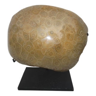 Petoskey Fossil Stone Museum Mount Specimen For Sale