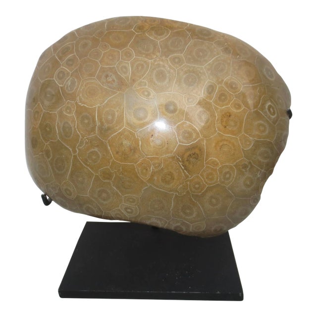 Petoskey Fossil Stone Museum Mount Specimen For Sale