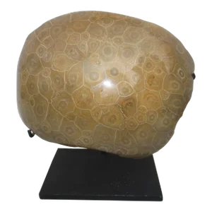 Petoskey Fossil Stone Museum Mount Specimen