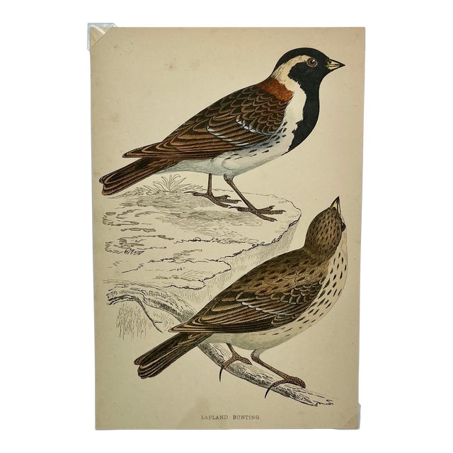 Antique Hand Tinted Bird Print From England Featuring a Pair of Lapland Buntings - Circa 1880 For Sale