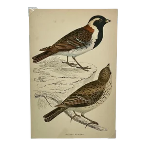 Antique Hand Tinted Bird Print From England Featuring a Pair of Lapland Buntings - Circa 1880