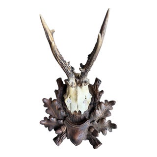 Roe Deer Trophy 64 Black Forest Antlers For Sale
