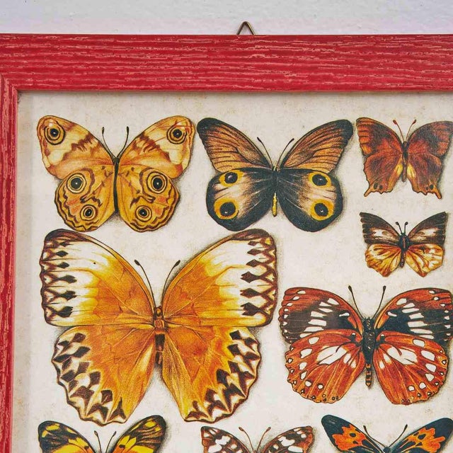 Butterfly Nature Chart, 1980s For Sale - Image 4 of 7