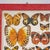 Butterfly Nature Chart, 1980s For Sale - Image 4 of 7