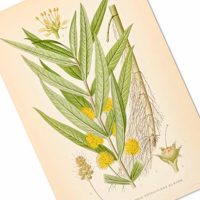 1900 - 1909 1905 Nordic Tufted Loosestrife Chromolithograph | Antique Swedish Botanical Print For Sale - Image 5 of 5