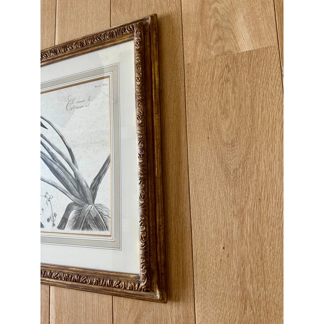 Dennis & Leen Botanical Print With Gilded Frame – DL-Art 41 For Sale - Image 4 of 7