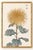 Golden Mum by Hasegawa, Vintage Japanese Botanical Art Print, 12" X 18" For Sale In Buffalo - Image 6 of 9