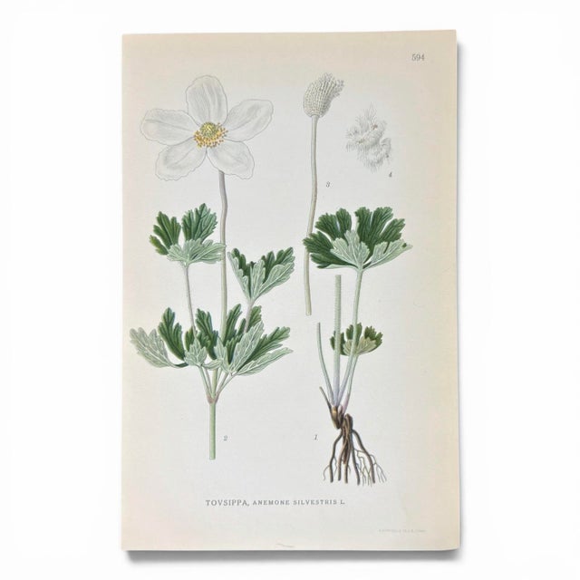 Green Set of 8 Antique Botanical Prints | Pink & Green Wildflower Studies For Sale - Image 8 of 10