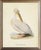 White Pelican in Distressed Metallic Frame 19x23