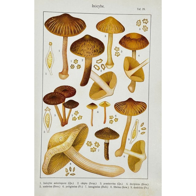 Original Antique 19th C Colored Lithograph Mushrooms Fungi Inocybe Species by Carl Gustav Jablonsky. This beautifully...