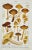 Original Antique 19th C Colored Lithograph Mushrooms Fungi Inocybe Species by Carl Gustav Jablonsky. This beautifully...
