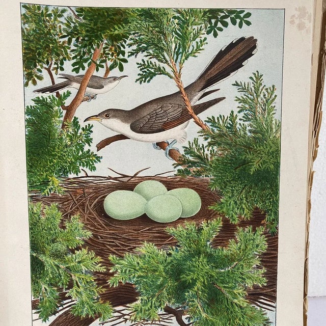 Rare Book Thomas G. Gentry Nests and Eggs of Birds of the United States For Sale - Image 10 of 16
