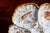 Antique Limoges T v Oyster Plate, Jones McDuffee & Stratton, Hand-Painted Shells, C. 1892-1907 For Sale - Image 9 of 10