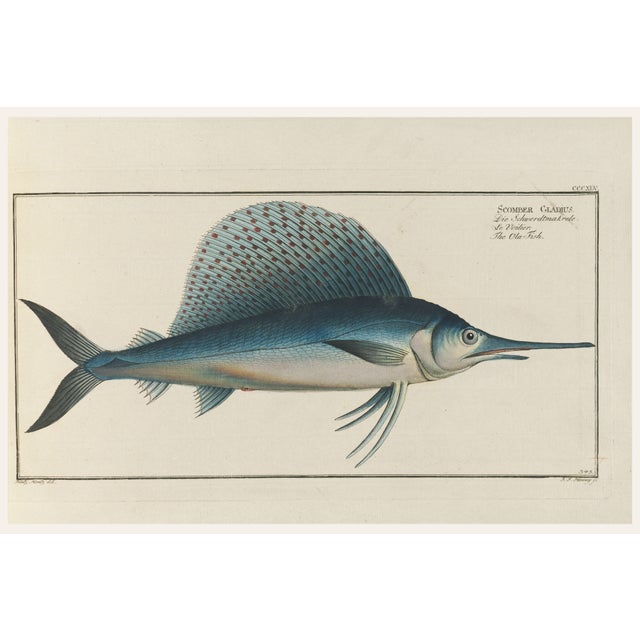 Atlantic Sailfish, Vintage Fish Art Print Reproduction, 60" X 40" For Sale