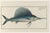 Atlantic Sailfish, Vintage Fish Art Print Reproduction, 60" X 40" For Sale