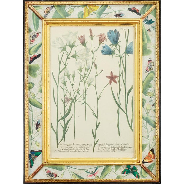 Hand-Colored Botanical Engravings by Johann Wilhelm Weinmann, Set of 4 For Sale - Image 4 of 7