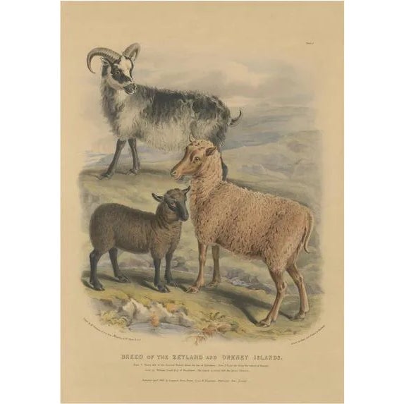 Fairland after W. Nicholson, Ewe, Ram and Lamb of the Zetland and Orkney Islands, 1842, Lithograph For Sale