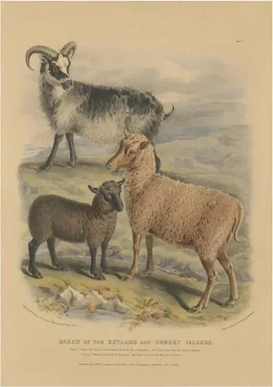 Fairland after W. Nicholson, Ewe, Ram and Lamb of the Zetland and Orkney Islands, 1842, Lithograph