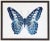 Blue Spotted butterfly in black and silver moulding