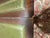 Regency English Coffee Table in Mahogany and Green Leather Embossed with Gold, 1890s For Sale - Image 4 of 10