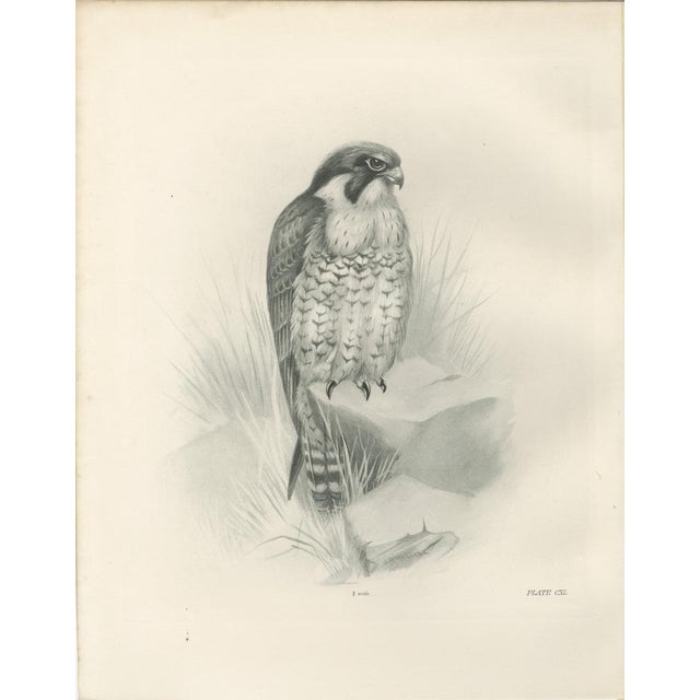 Lilian M. Medland, Peregrine Falcon, 1908, Monochrome Ornithological Plate For Sale - Image 9 of 9