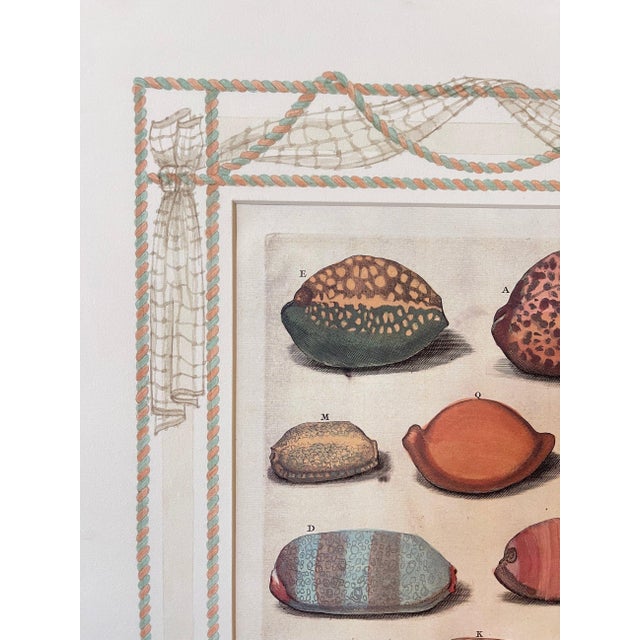 Custom Framed Antique Print ft. Shells with Hand-painted Matte by artist Missy Norton