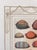 Custom Framed Antique Print ft. Shells with Hand-painted Matte by artist Missy Norton