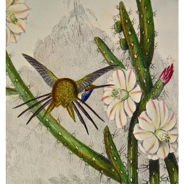 Mid 19th Century Yarrell's Wood-Star Hummingbirds: A 19th Century Hand-Colored Gould Lithograph, 1850 For Sale - Image 5 of 12