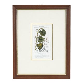Vintage Botanical Print in Frame by Fevilleaa For Sale