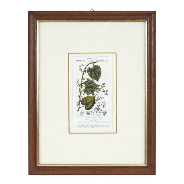 Vintage Botanical Print in Frame by Fevilleaa For Sale