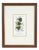 Vintage Botanical Print in Frame by Fevilleaa For Sale