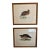 Chelsea House Giclée Prints – Pair – Barbary Partridge & Quail Birds Gold Framed For Sale