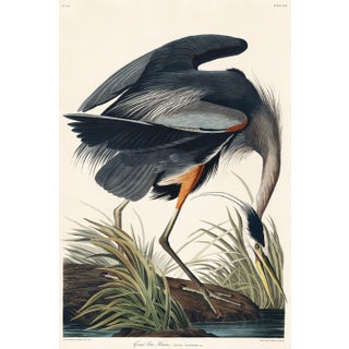Great Blue Heron by John James Audubon, Vintage Art Print Reproduction, 20" × 30" For Sale