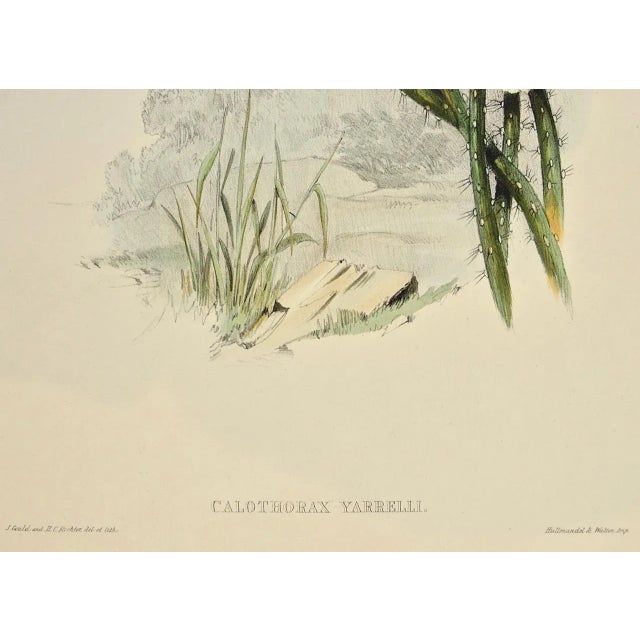 Yarrell's Wood-Star Hummingbirds: A 19th Century Hand-Colored Gould Lithograph, 1850 For Sale - Image 12 of 12