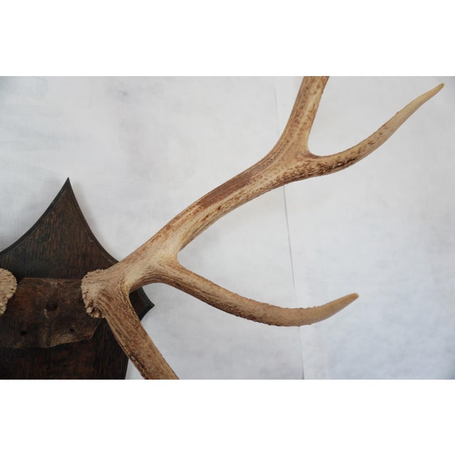 Elk Antler Mounted on Wooden Plaque For Sale - Image 11 of 16