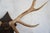 Elk Antler Mounted on Wooden Plaque For Sale - Image 11 of 16