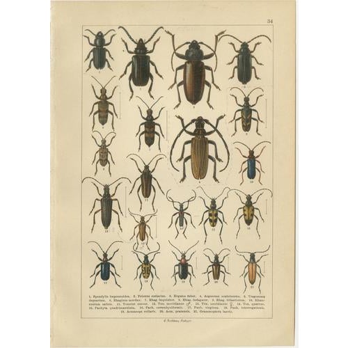 Calwer, Longhorn Beetles, European Cerambycidae, 1893, Chromolithographs, Set of 4 For Sale - Image 3 of 9