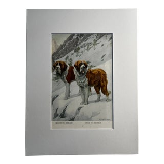 1919 St. Bernard Print For Sale
