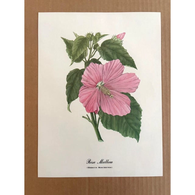 Up for sale is this charming print from an original painting by noted artist Mary Vaux Walcott (1860-1940), matted in an...