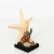 Decorative nautical shell display with coral and starfish on a wood stand, circa 20th century.